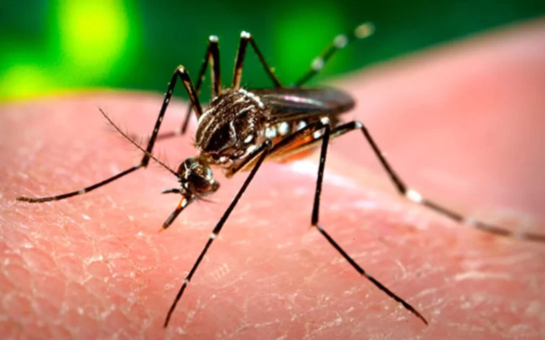 Itajaí promove ‘Dia D’ contra dengue no bairro Cidade Nova nesta terça-feira (26)