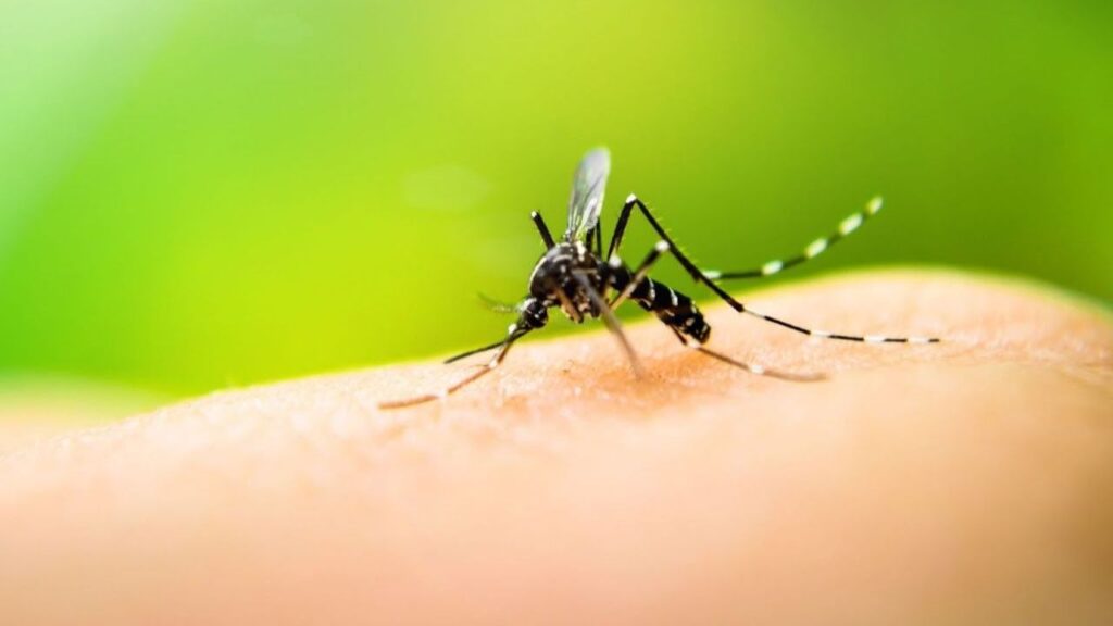 Itajaí intensifica combate à Dengue no bairro Cordeiros com nova ação de conscientização para o Município.