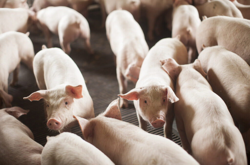 Santa Catarina registra segundo maior desempenho nas exportações de carne suína, alcançando 68 mil toneladas outubro