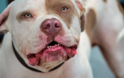 Pit Bull ataca criança de apenas 3 anos no Centro de Penha