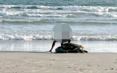 Tartarugas são encontradas multiladas em praia de Garopaba