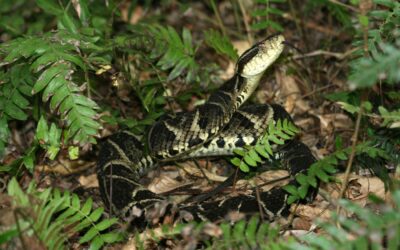 Homem picado por Jararaca leva cobra venenosa viva para hospital em SC