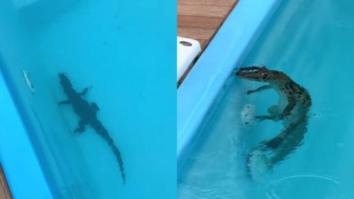 Filhote de jacaré é encontrado “relaxando” em piscina em Florianópolis após fortes chuvas