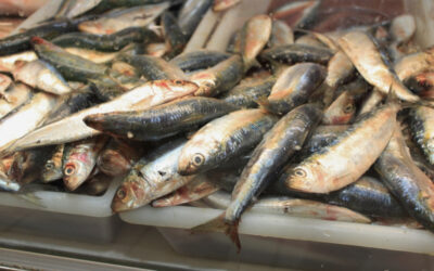 Peixe na mesa com preço mais em conta: Procon Itajaí aponta queda em pescados populares