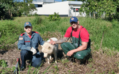 Cãozinho é resgatado em área de mata em Brusque graças a ação de morador e bombeiros