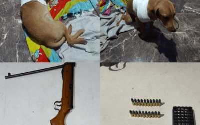 Crueldade no bairro Espinheiros: homem é preso após atirar em cachorro por medo de ataque às galinhas em Itajaí
