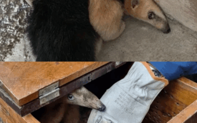 Tamanduá-mirim surpreende moradores e mobiliza resgate em Brusque