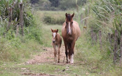 Mãe e filhote cavalo buscam novo lar em Navegantes: adoção responsável está aberta