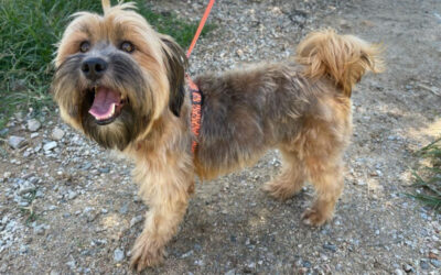 Itajaí amplia castrações gratuitas e abre cadastro para clínicas veterinárias