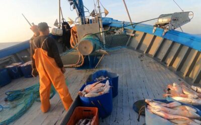 SINDIPI fornece ao MPA dados cruciais para revisão da classificação da Corvina