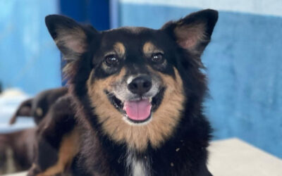 Arraiá dos Animais da UAPA promove adoção na Praia Brava, em Itajaí