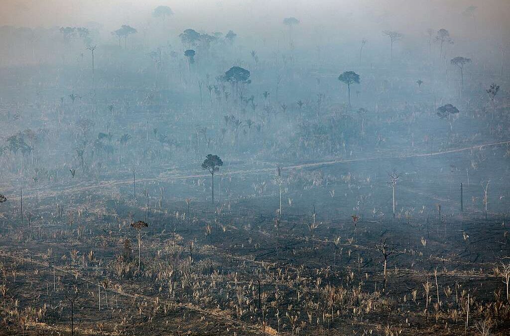 ALERTA VERMELHO NA AMAZÔNIA: Desmatamento dispara 92% em maio e grilagem avança sobre florestas públicas