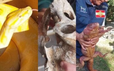 Operação em SC apreende animais ilegais, cobra gigante e até crânio de chimpanzé