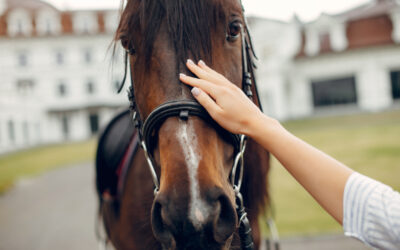 Município de Itajaí firma parceria para oferecer tratamento por equoterapia