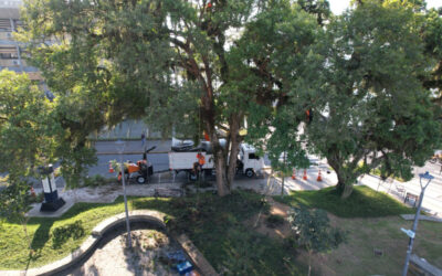 Poda e limpeza de árvores preservam o meio ambiente e protegem a Praça Vidal Ramos, em Itajaí; ação inclui remoção de galhos e parasitas, com atenção à fauna e ao patrimônio histórico