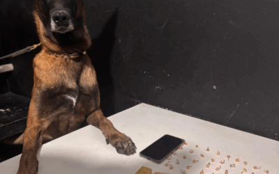 Operação policial em Itajaí: dois suspeitos de traficar drogas são capturados no bairro Cidade Nova