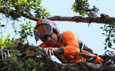 Itajaí inova na conservação: Praça Vidal Ramos ganha manejo florestal inédito no município