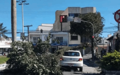 Árvore cai no meio da Avenida Joca Brandão após fortes ventos no Centro de Itajaí