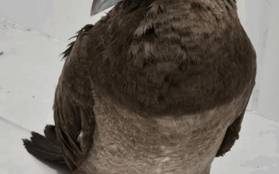 QUE FOFURINHA, GENTE 🥹 Ave marinha é resgatada na orla de Balneário Piçarras; espécie resgatada trata-se de um Atobá Pardo (Sula leucogaster), espécie comum na costa