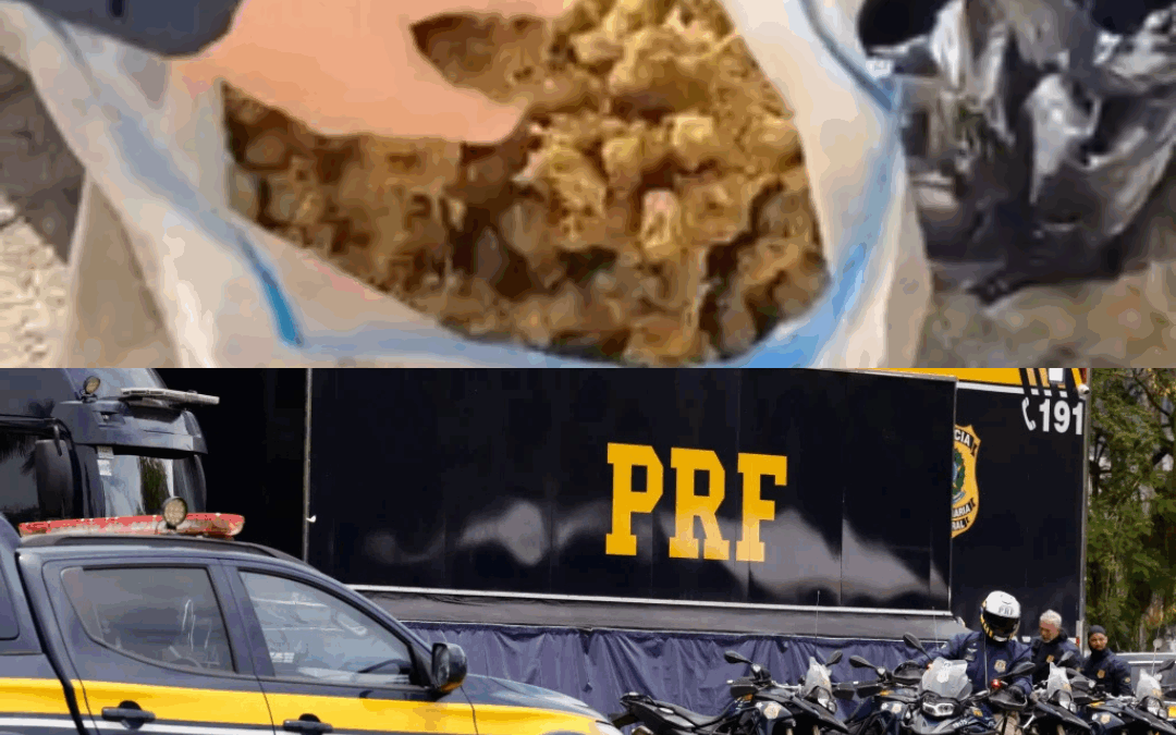 PRF barra carga de “supermaconha” a caminho de Itajaí e prende dupla na BR-101