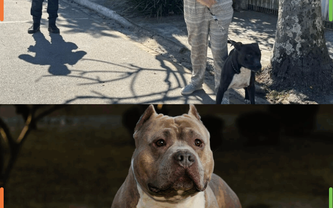 ZEUS, O GUERREIRO: Pitbull sobrevive sozinho por duas semanas e é resgatado em BC