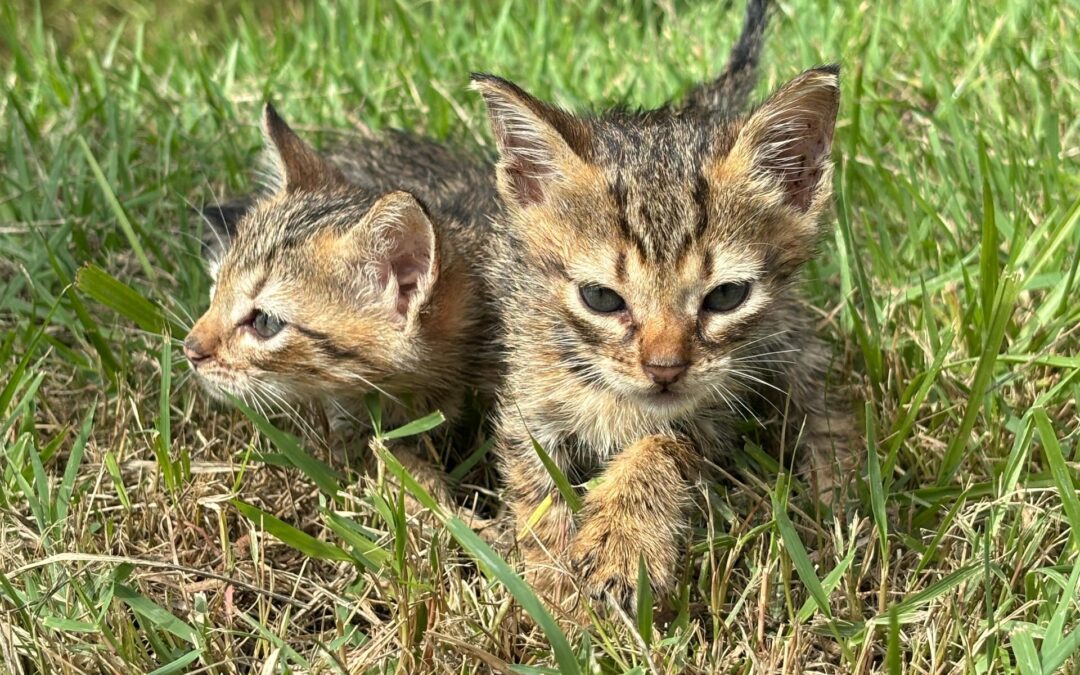 Piçarraiá 2025 terá feira de adoção de animais do GOR