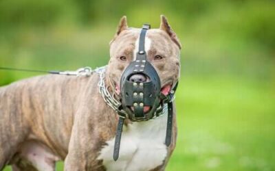 STF procura derrubar lei que proíbe a circulação de Pit Bulls em SC