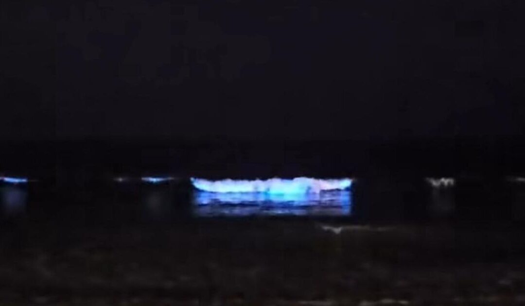 Luz azul no mar em Porto Belo revela fenômeno raro em SC