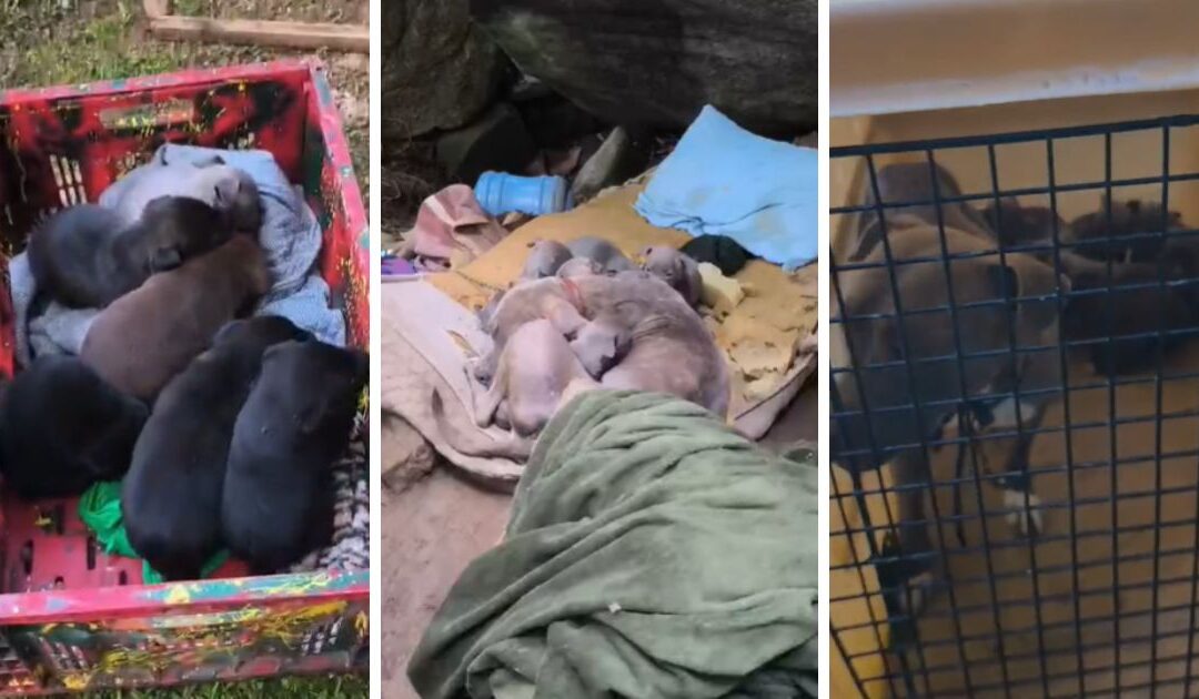 14 pit bulls são encontrados doentes e com frio após serem abandonados em colchão molhado em Balneário Camboriú