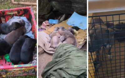 14 pit bulls são encontrados doentes e com frio após serem abandonados em colchão molhado em Balneário Camboriú