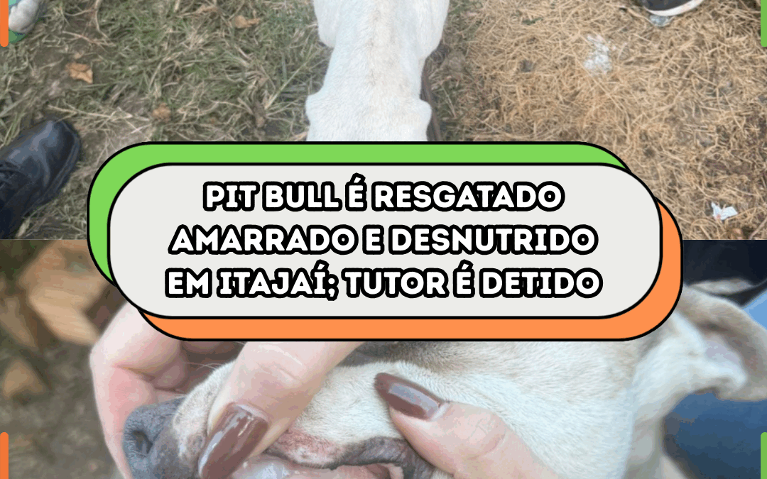 Pit Bull é resgatado amarrado e desnutrido em Itajaí; tutor é detido