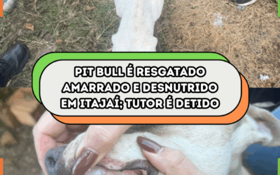 Pit Bull é resgatado amarrado e desnutrido em Itajaí; tutor é detido