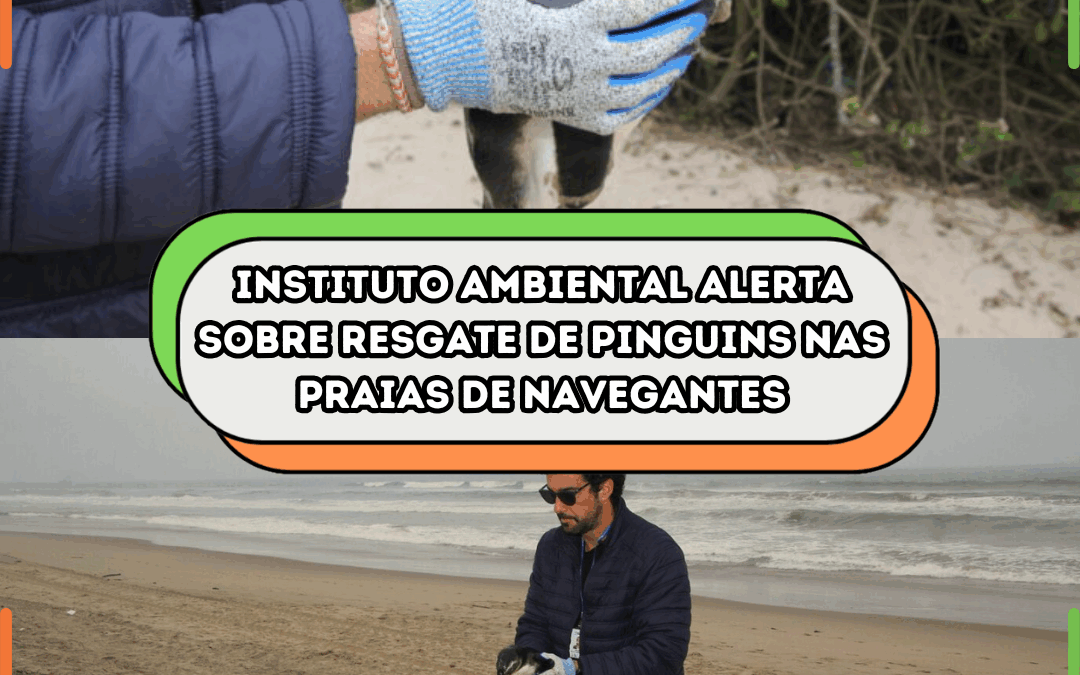 Instituto Ambiental alerta sobre resgate de pinguins nas praias de Navegantes
