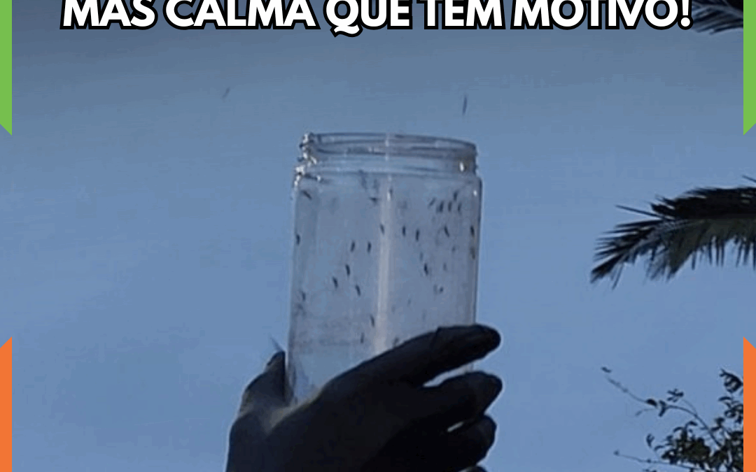 Balneário Camboriú solta mosquitos Aedes Aegypti para combater a dengue; entenda a estratégia: