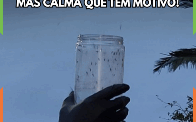 Balneário Camboriú solta mosquitos Aedes Aegypti para combater a dengue; entenda a estratégia: