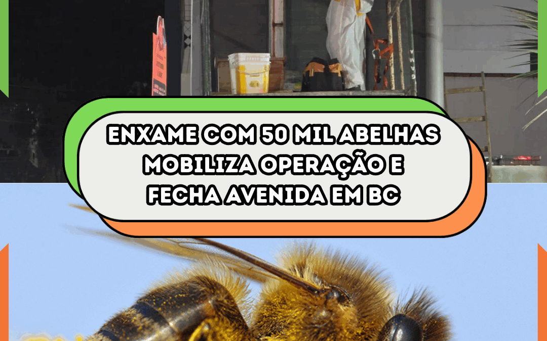 Enxame com 50 mil abelhas mobiliza operação e fecha avenida em Balneário Camboriú