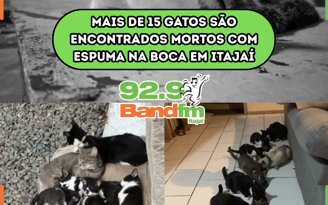 Mais de 15 gatos são encontrados mortos com espuma na boca em Itajaí