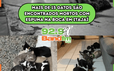 Mais de 15 gatos são encontrados mortos com espuma na boca em Itajaí