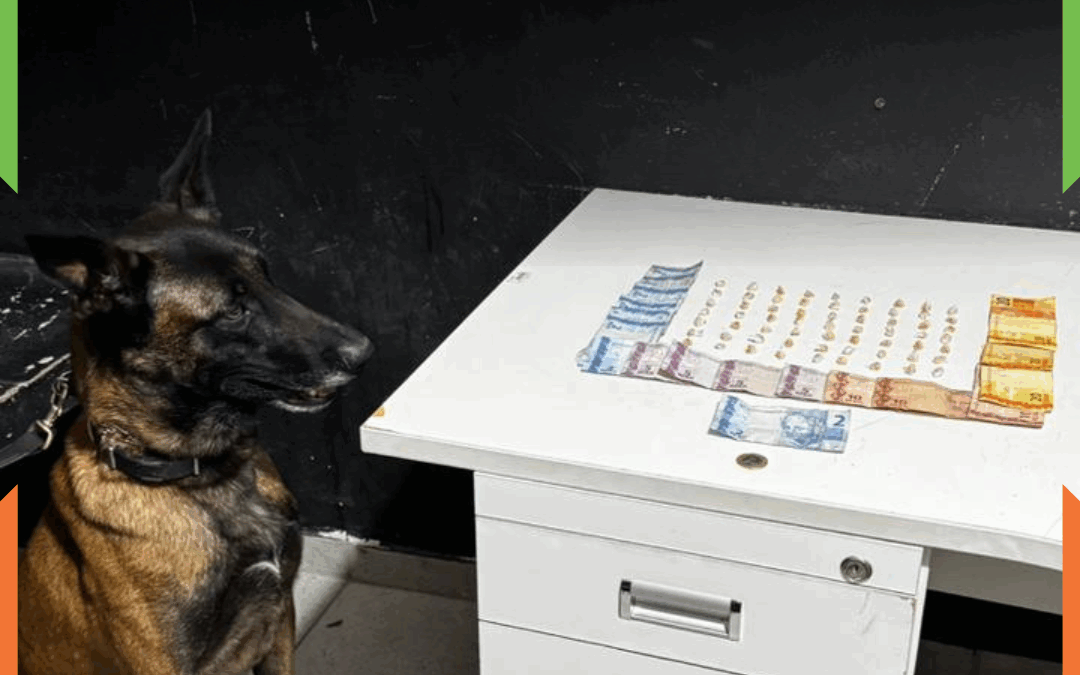 PM flagra grupo com mais de 60 pedras de crack com ajuda de cão farejador em Itajaí