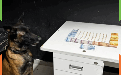 PM flagra grupo com mais de 60 pedras de crack com ajuda de cão farejador em Itajaí