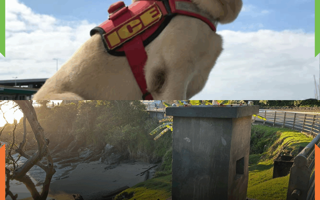 Ice, o Cão-Herói de Itajaí, será eternizado com monumento histórico no município