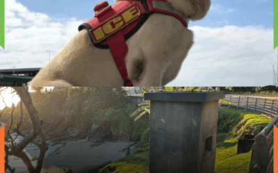 Ice, o Cão-Herói de Itajaí, será eternizado com monumento histórico no município