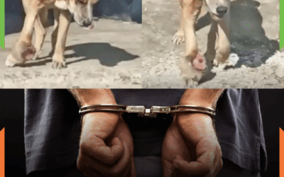 “Tutor” é preso por maus-tratos após cachorro ser encontrado em condições críticas em Gaspar