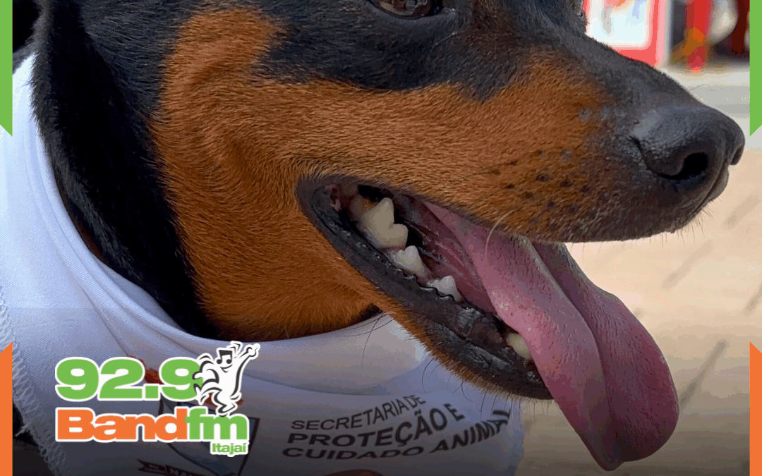 Navegantes promove o 1º Encontro dos Aumigos neste domingo (5), no bairro Gravatá