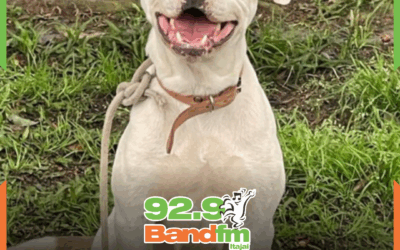 Tutor é condenado a mais de dois anos de prisão por maus-tratos a cadela em Itajaí