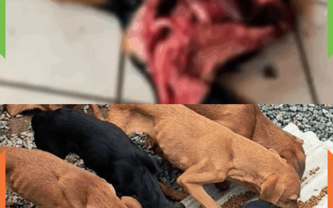 Cães passam fome e recorrem ao canibalismo após morte de tutor em Balneário Piçarras