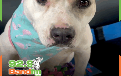 PitBull acolhida pela UAPA se recupera após maus-tratos e aguarda por adoção responsável