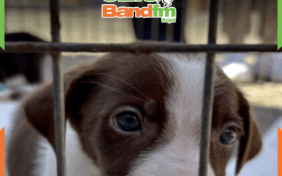 Feiras de adoção de animais da UAPA movimentam o sábado (11), em Itajaí