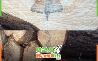 Morador de SC afirma ver imagem de Nossa Senhora em tronco de árvore após oração