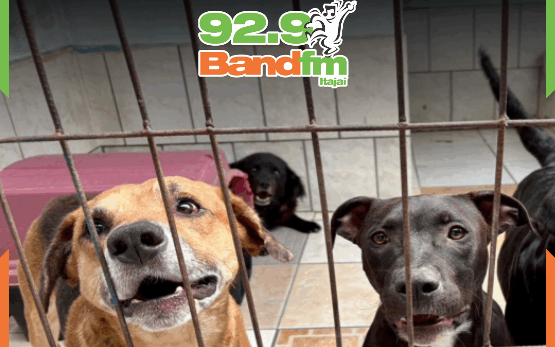 INIS realiza Feira de Adoção para cães em Itajaí neste sábado (08)